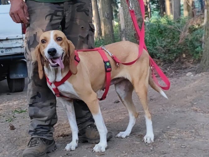 Adozione cane, femmina, Segugio Segugio, 2 anni e 6 mesi, taglia media, Catanzaro