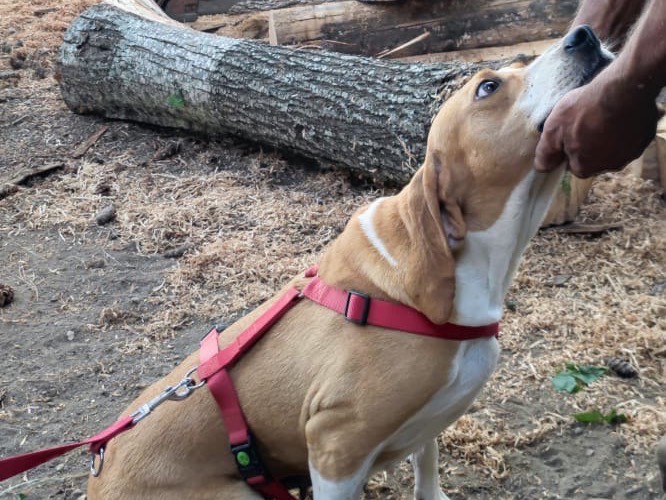 Adotta un cane, femmina, 2 anni e 6 mesi, Catanzaro