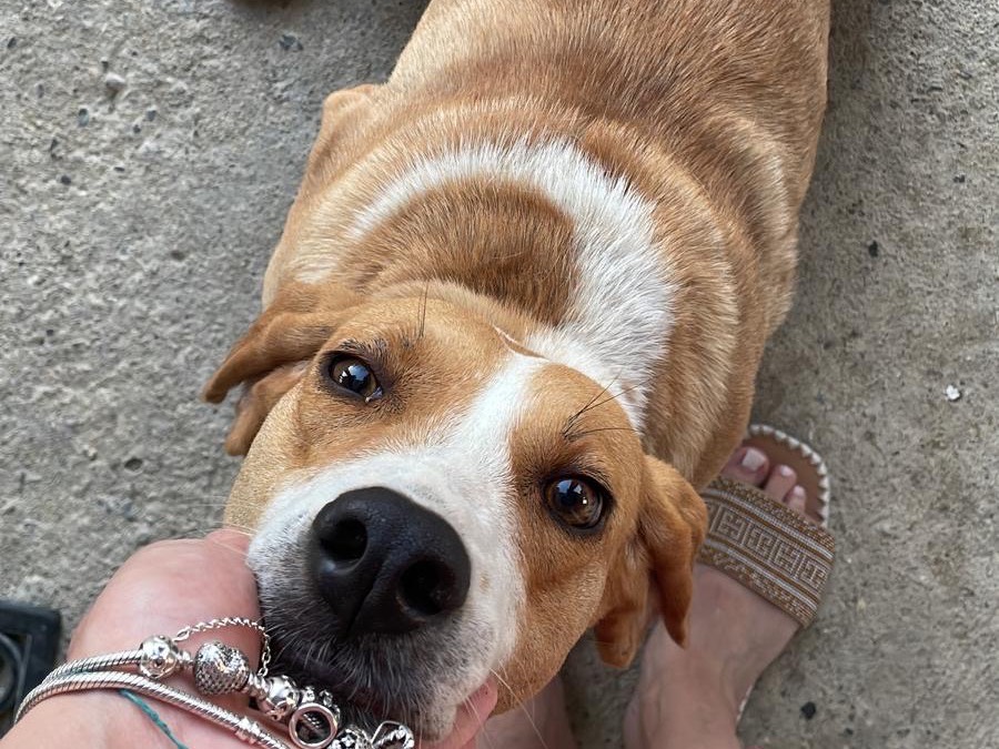 Adotta un cane, taglia media, femmina, Catanzaro