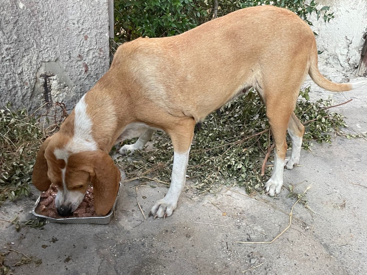 Vuoi adottare un cane a Catanzaro?