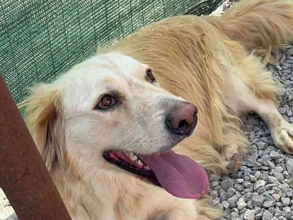 Adozione cane, maschio, Golden Retriever Razza sconosciuta, 6 anni e 10 mesi, taglia grande, Palermo