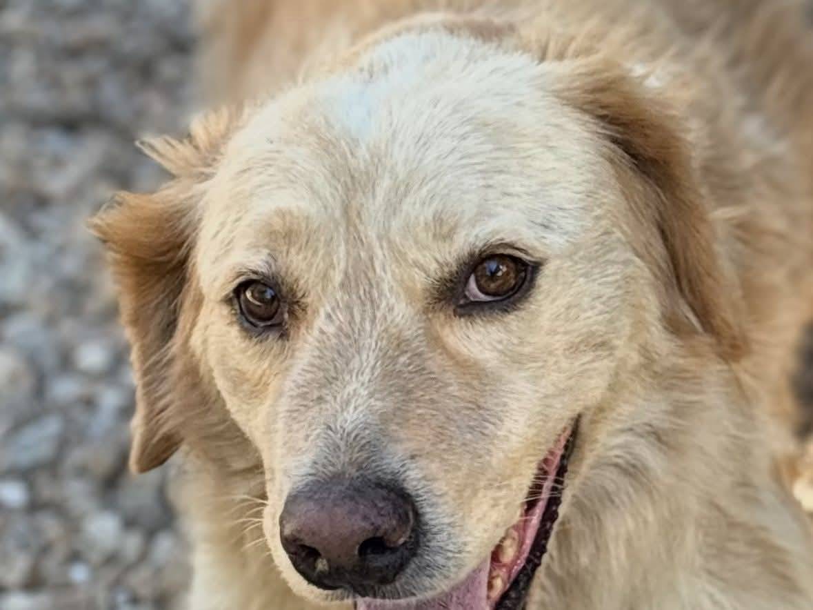 Adotta un cane, maschio, 6 anni e 10 mesi, Palermo