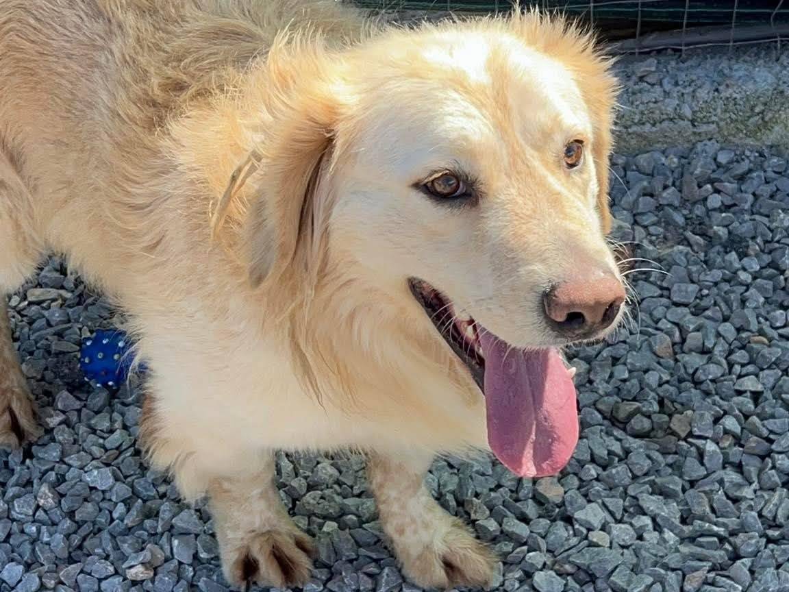 Adotta un cane, taglia grande, maschio, Palermo