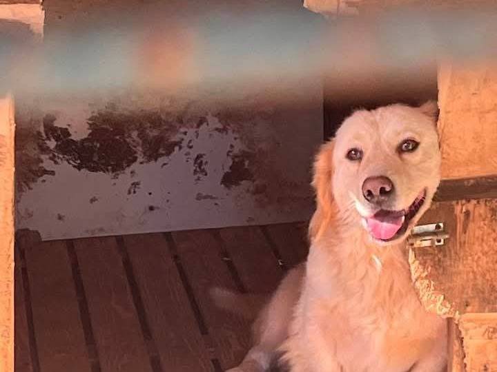 Vuoi adottare un cane a Palermo?