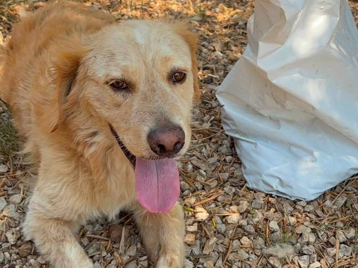 Adotta il cane OSCAR  a Palermo