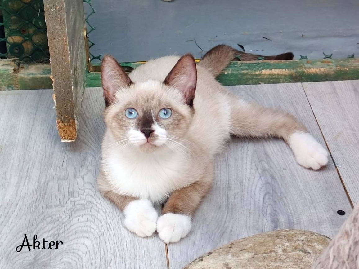 Adozione gatto, maschio, Razza sconosciuta Razza sconosciuta, 3 mesi, taglia non valida, Cremona