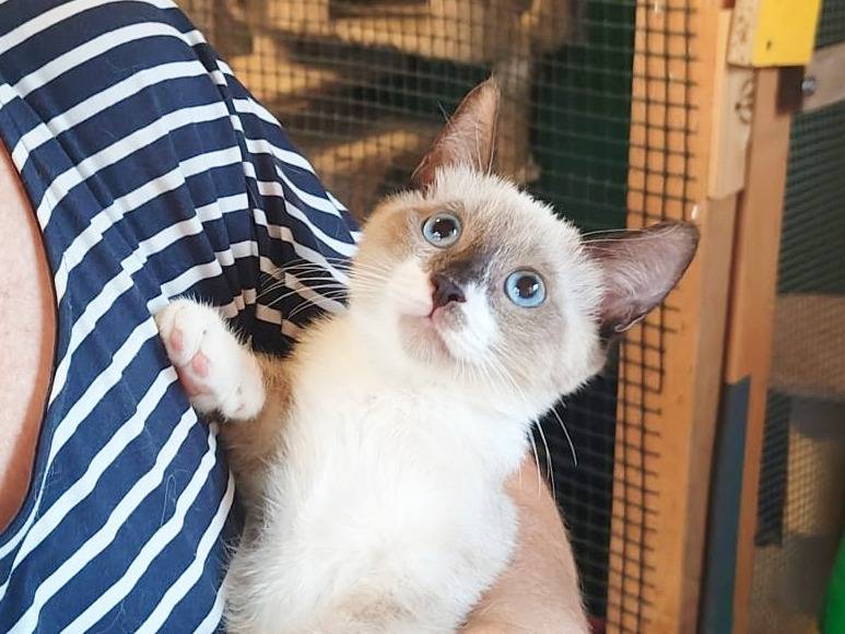 Adotta un gatto, maschio, 3 mesi, Cremona