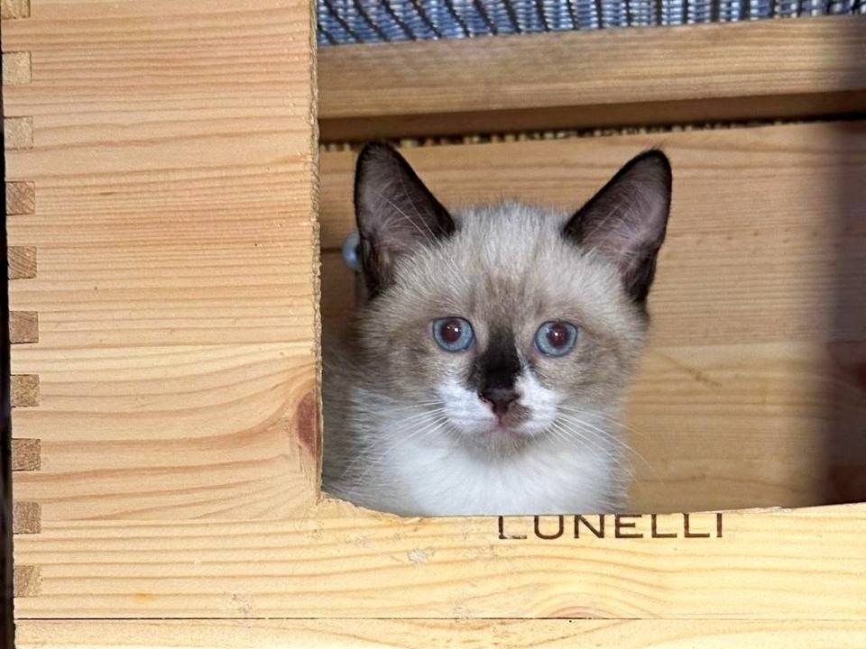 Adotta un gatto, taglia non valida, maschio, Cremona