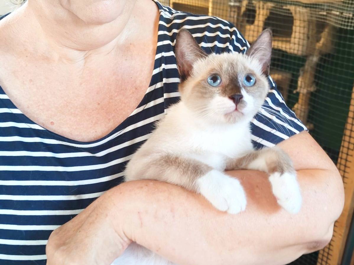 Vuoi adottare un gatto a Cremona?