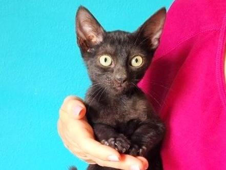 Adotta il gatto PO a Cremona
