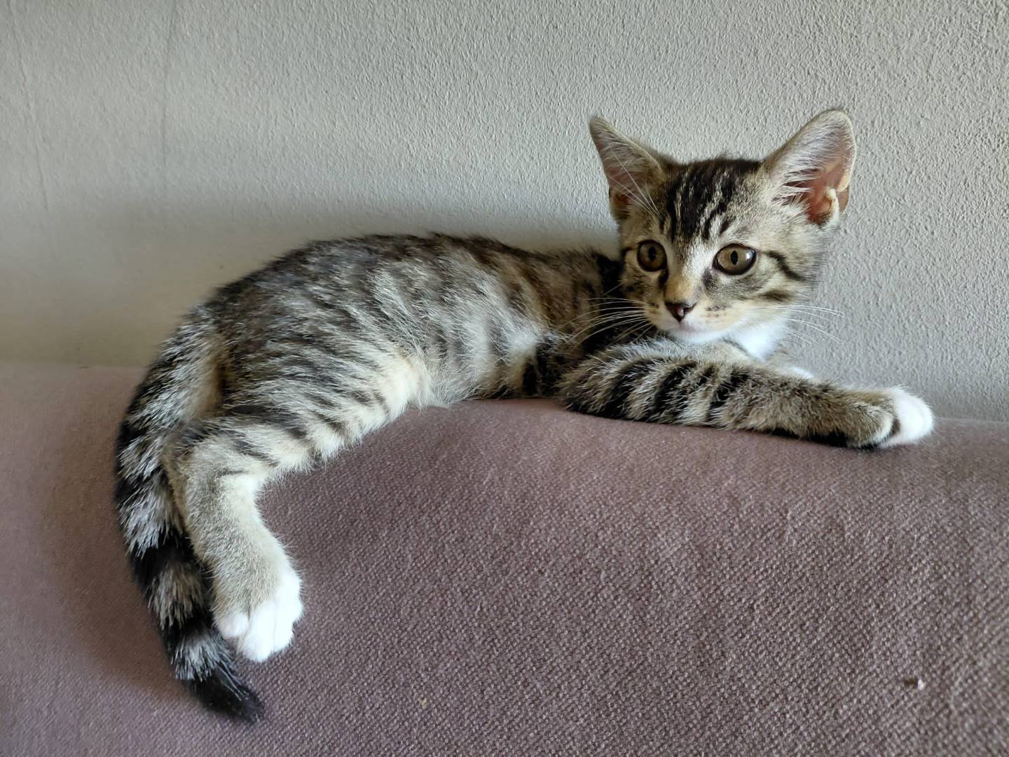 Adozione gatto, maschio, Razza sconosciuta Razza sconosciuta, 2 mesi, taglia non valida, Torino