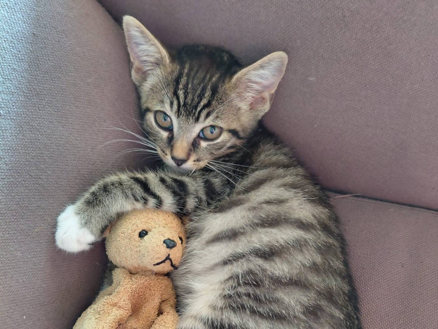 Adotta un gatto, maschio, 2 mesi, Torino