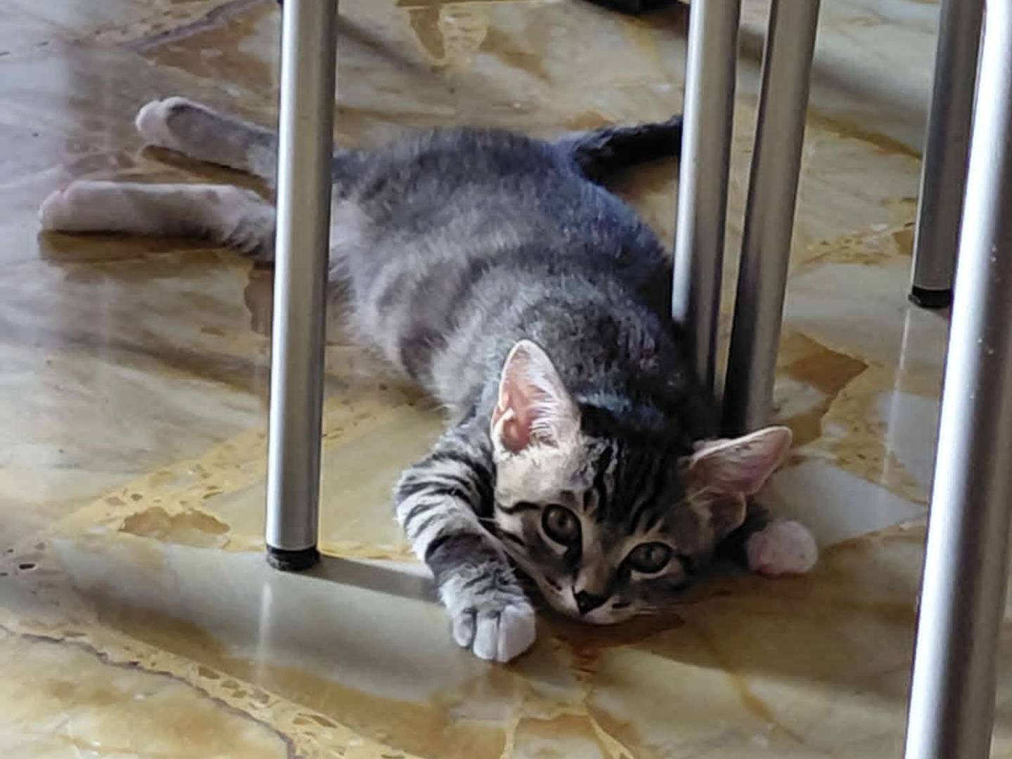 Adotta un gatto, taglia non valida, maschio, Torino