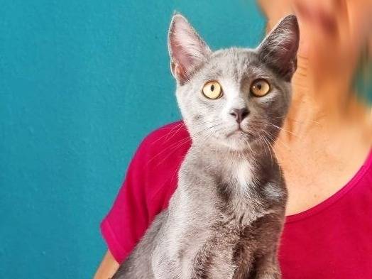 Vuoi adottare un gatto a Cremona?