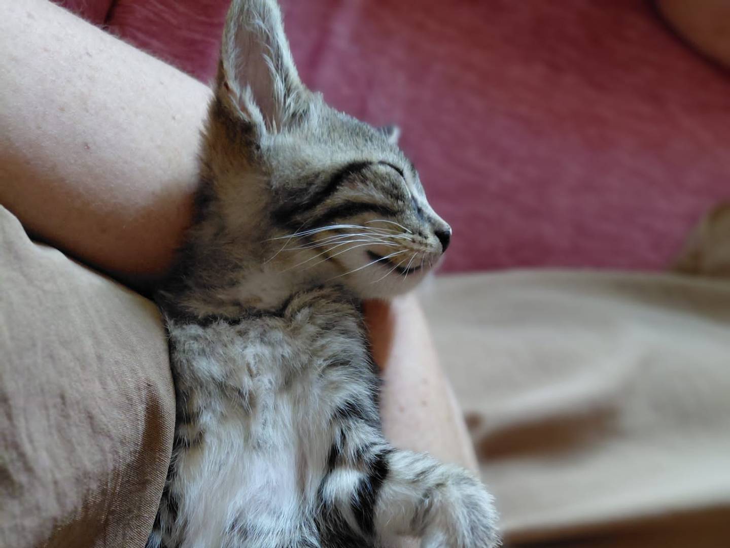 Vuoi adottare un gatto a Torino?