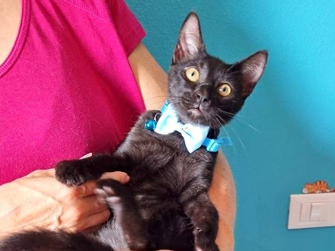 Adotta un gatto, taglia non valida, maschio, Cremona