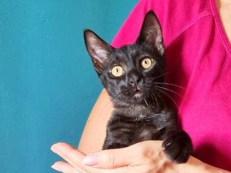 Vuoi adottare un gatto a Cremona?