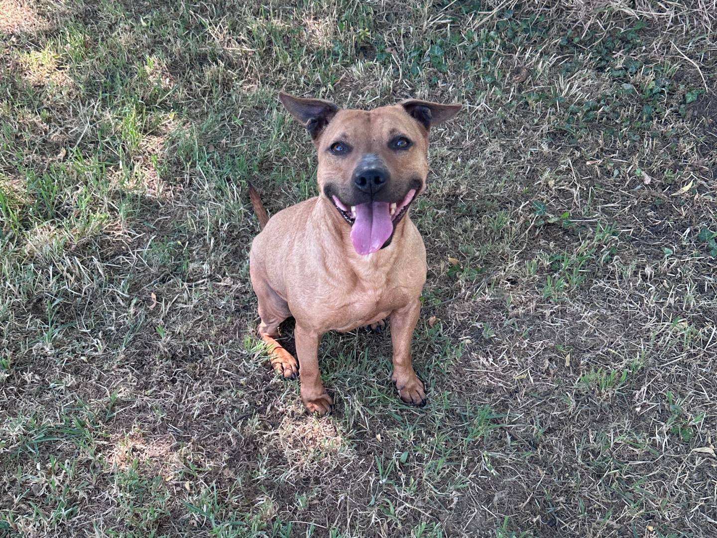 Adozione cane, femmina, Pitbull Razza sconosciuta, 7 anni e 7 mesi, taglia media, Pavia