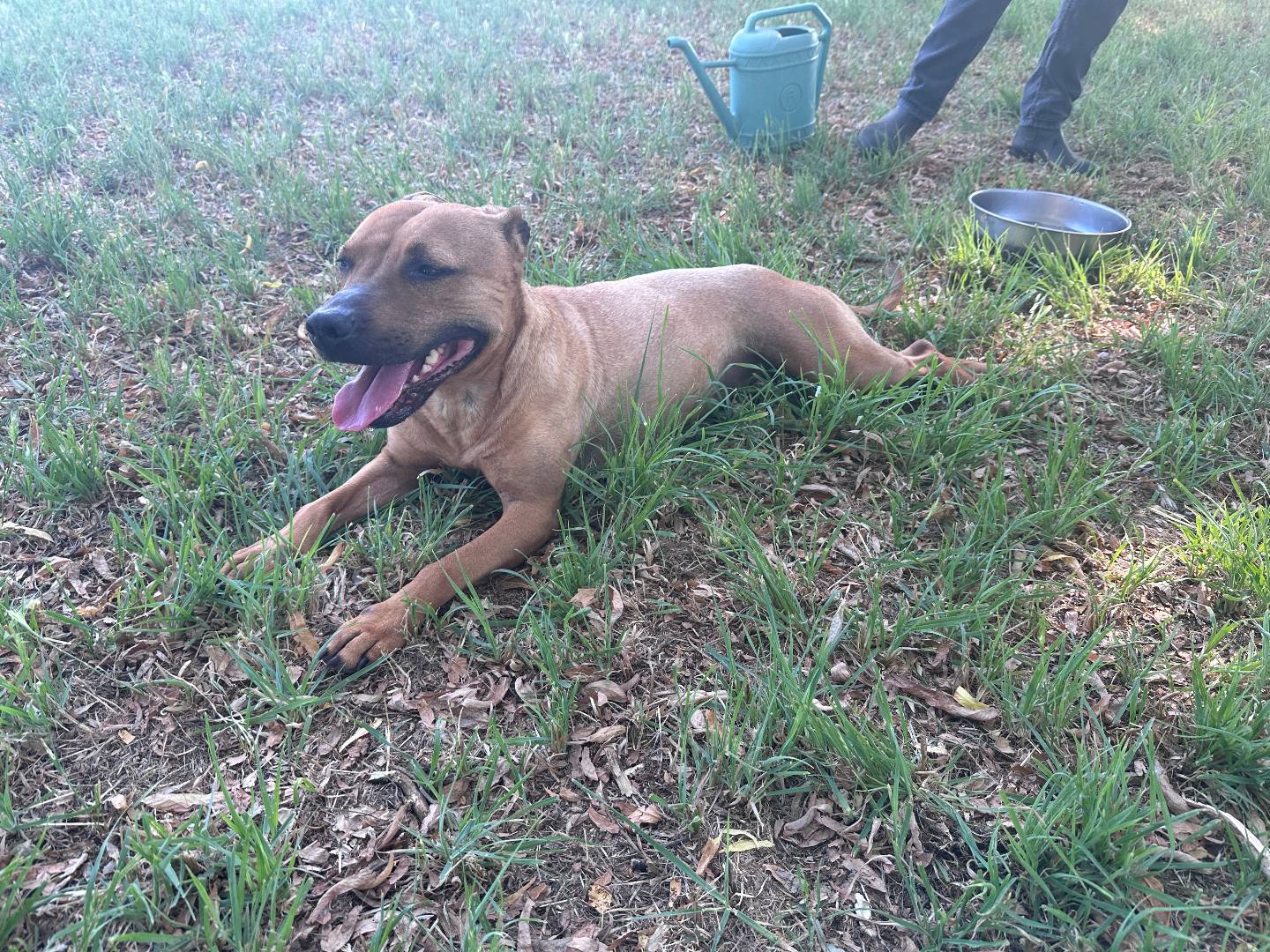 Adotta un cane, femmina, 7 anni e 7 mesi, Pavia