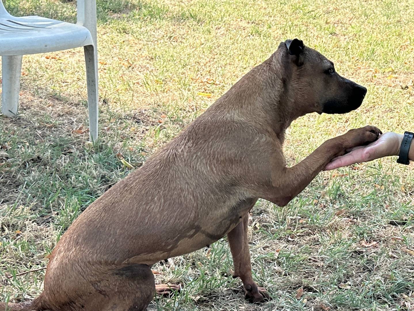 Adotta un cane, taglia media, femmina, Pavia