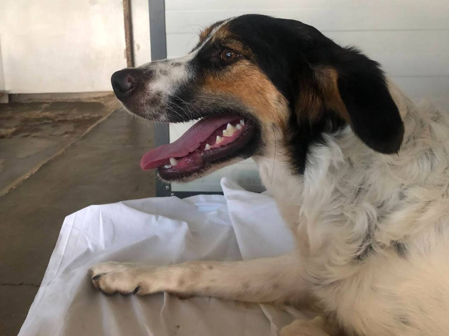 Vuoi adottare un cane a Milano?