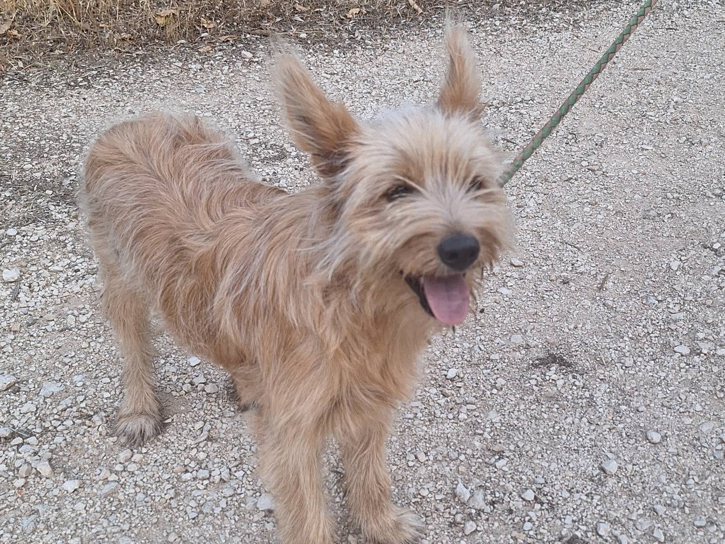 Adotta un cane, taglia media contenuta, maschio, Monza