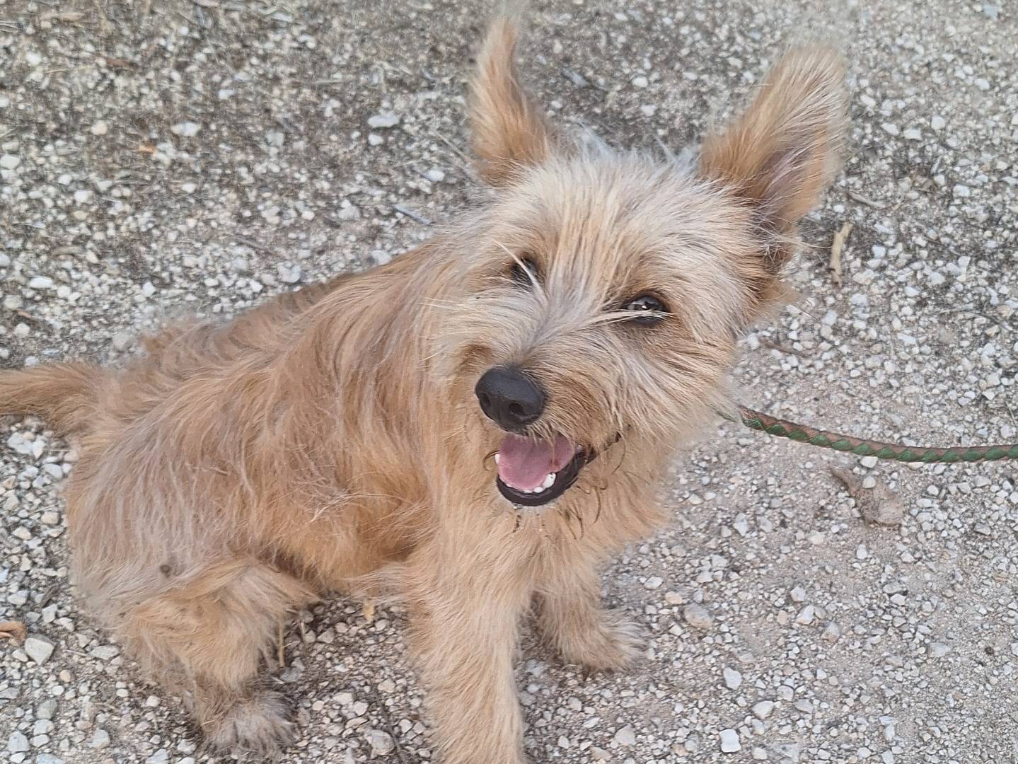 Adotta un cane, maschio, 7 mesi, Monza