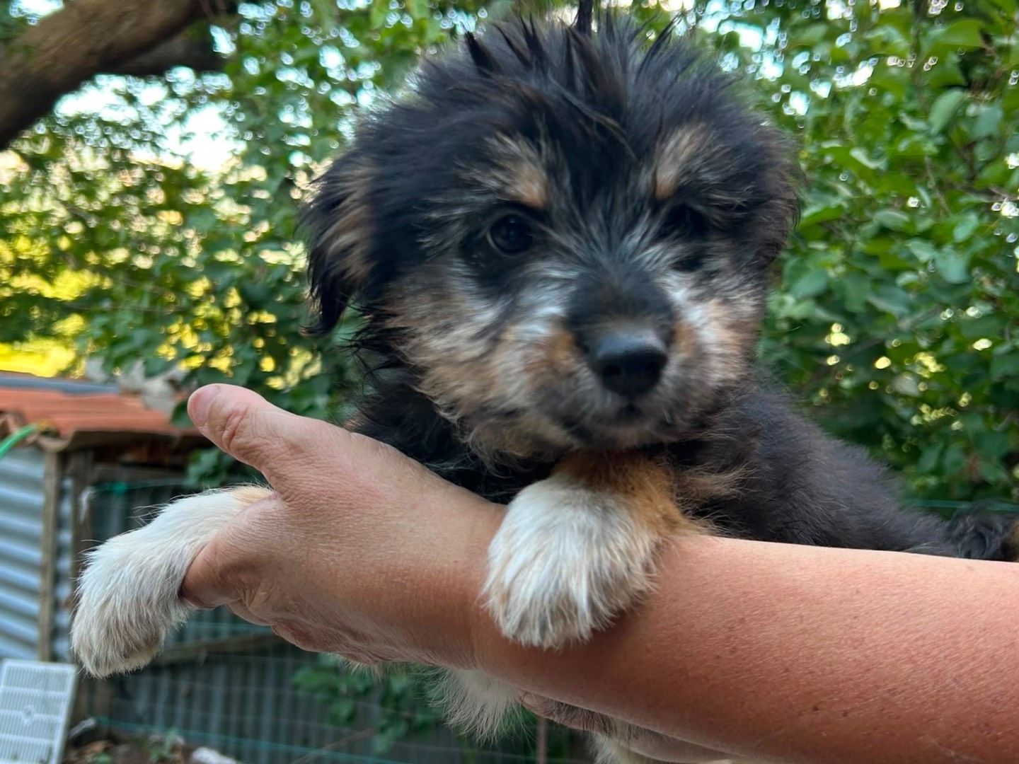 Adozione cane, femmina, Razza sconosciuta Razza sconosciuta, 3 mesi, taglia media contenuta, Benevento