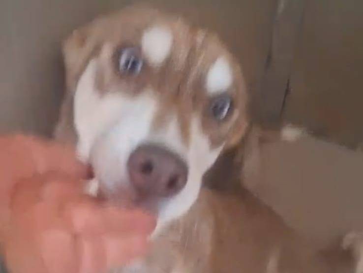 Adozione cane, femmina, Siberian Husky Razza sconosciuta, 4 mesi, taglia piccola, Bari