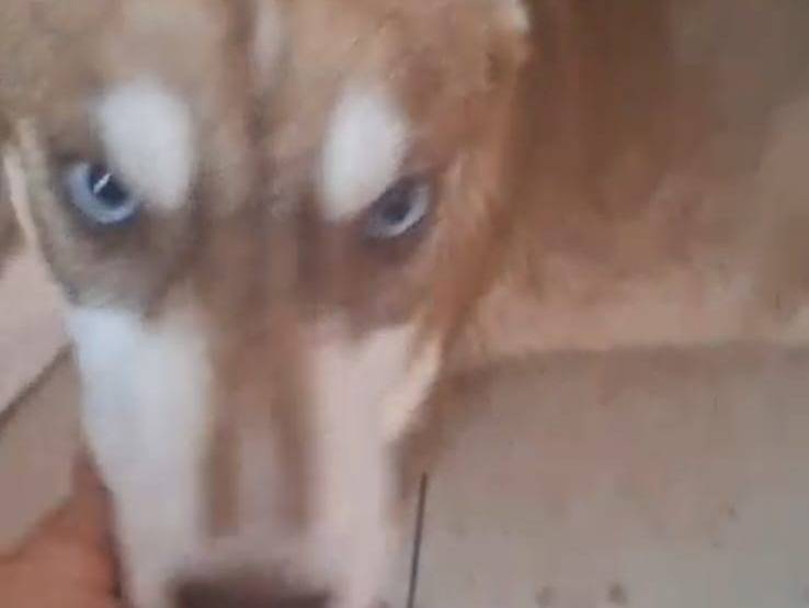 Adotta un cane, femmina, 4 mesi, Bari