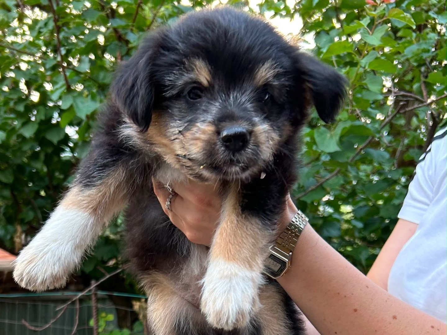 Adotta un cane, femmina, 3 mesi, Benevento