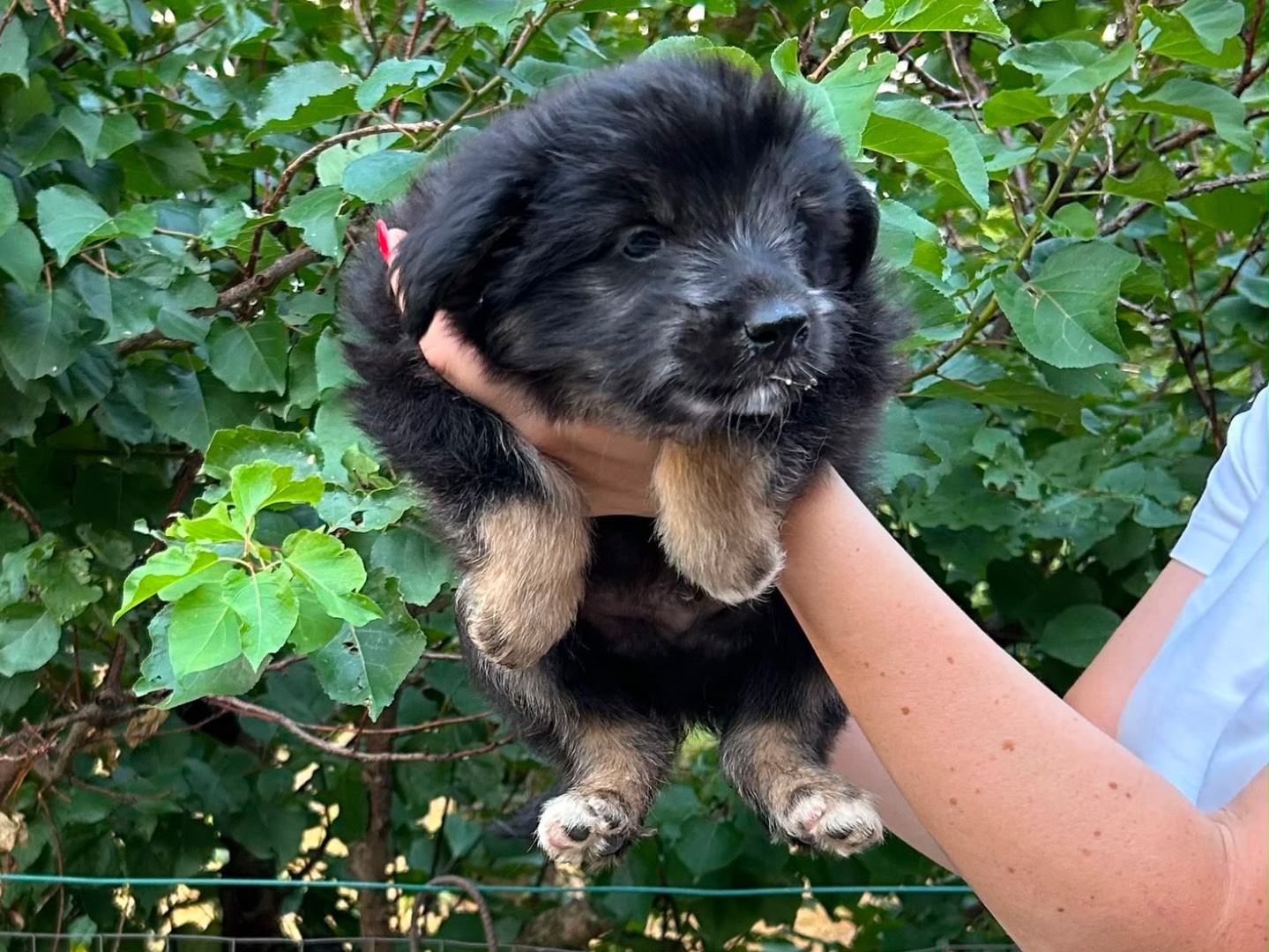 Adotta un cane, maschio, 3 mesi, Benevento