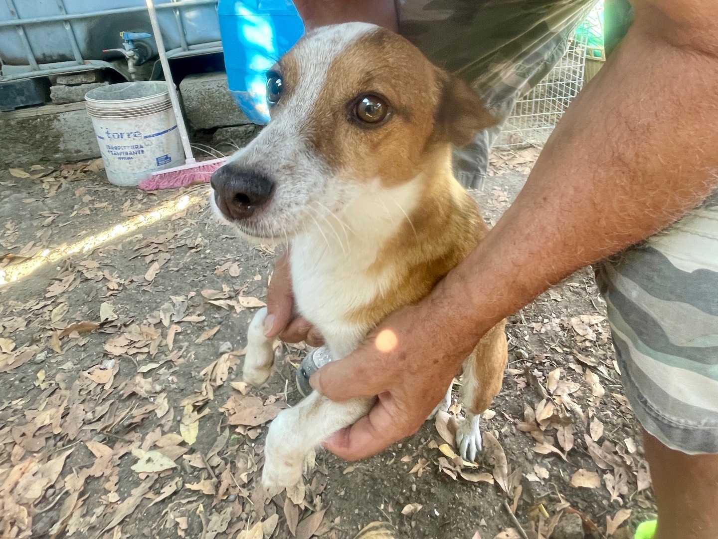 Adozione cane, maschio, Razza sconosciuta Razza sconosciuta, 7 anni e 2 mesi, taglia piccola, Viterbo