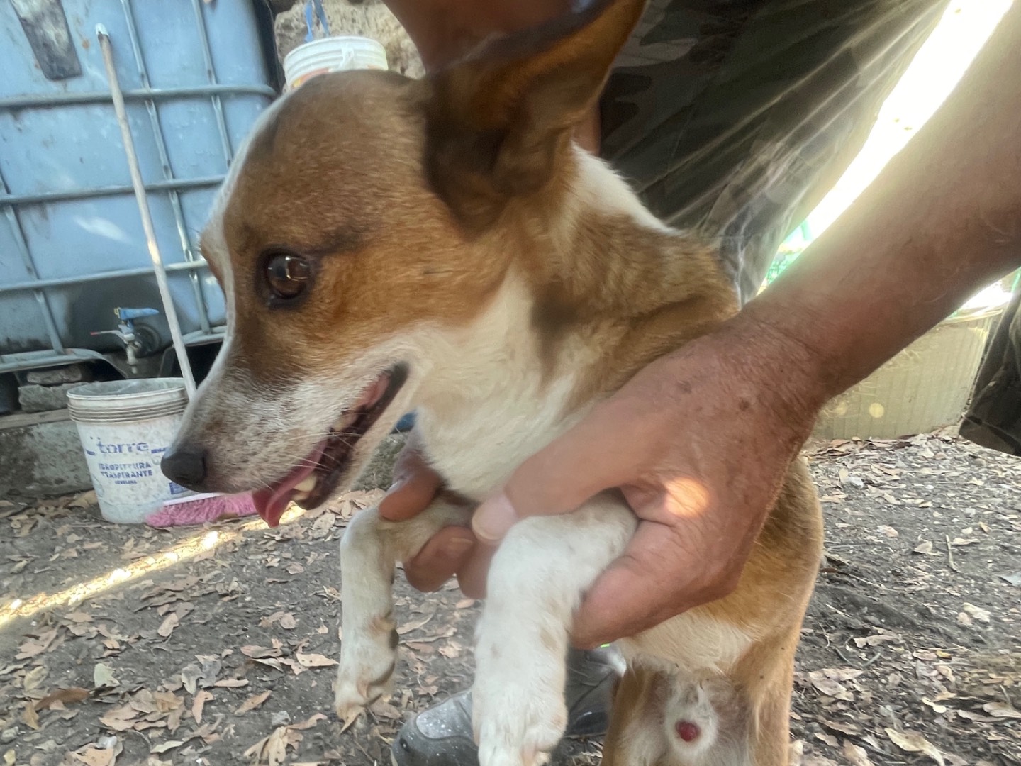 Adotta un cane, taglia piccola, maschio, Viterbo