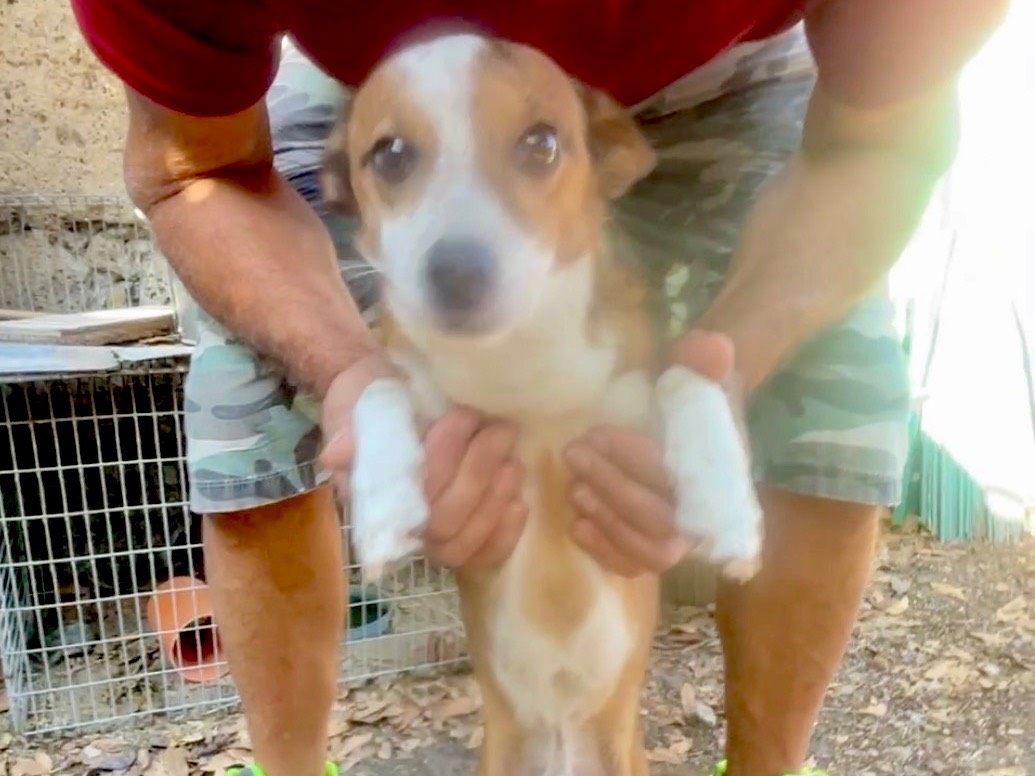 Vuoi adottare un cane a Viterbo?