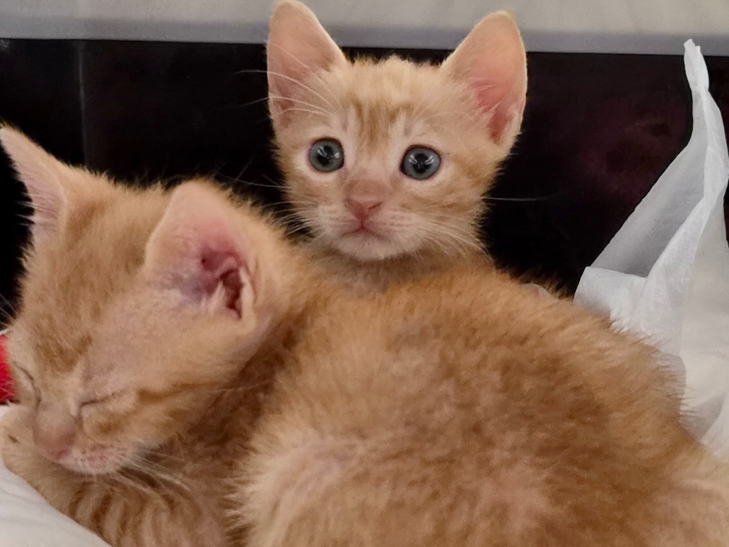 Vuoi adottare un gatto a Roma?