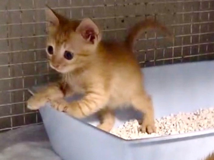 Adotta il gatto Sirio e Elio a Roma