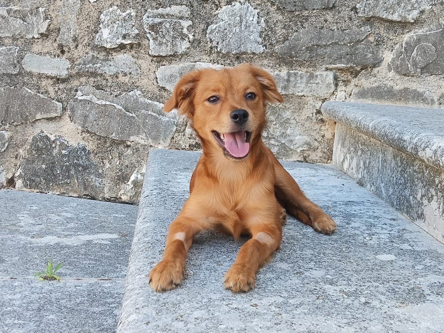 Adotta un cane, maschio, 4 mesi, Avellino