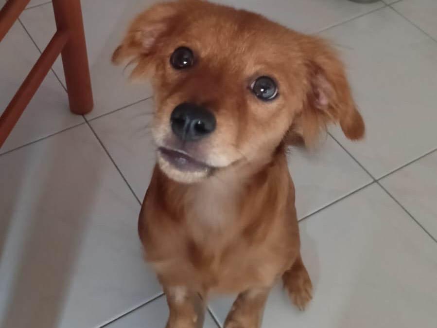 Adozione cane, maschio, Razza sconosciuta Razza sconosciuta, 4 mesi, taglia piccola, Avellino