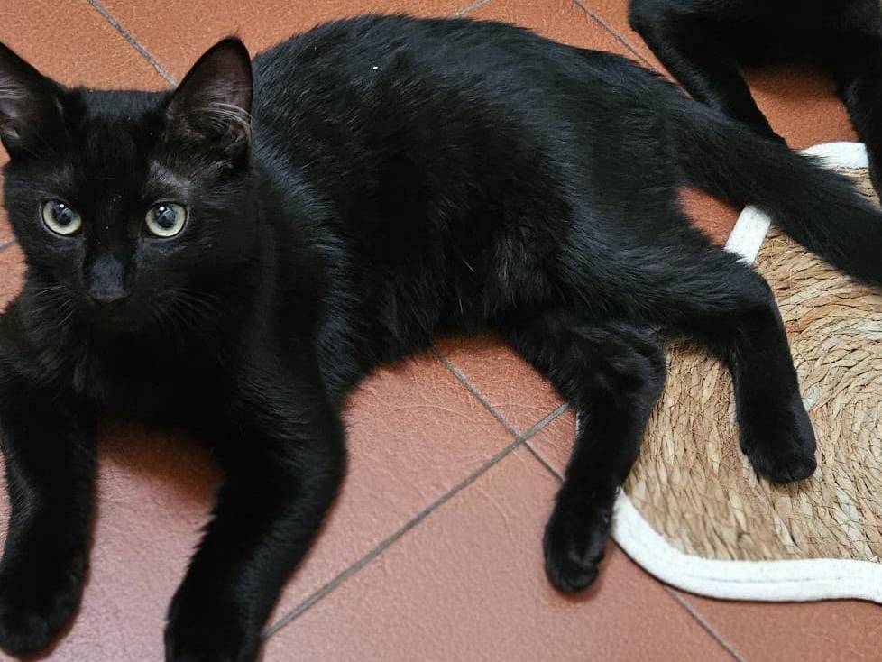 Adotta un gatto, maschio, 4 mesi, Torino
