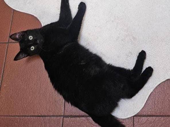 Adozione gatto, maschio, Razza sconosciuta Razza sconosciuta, 4 mesi, taglia non valida, Torino