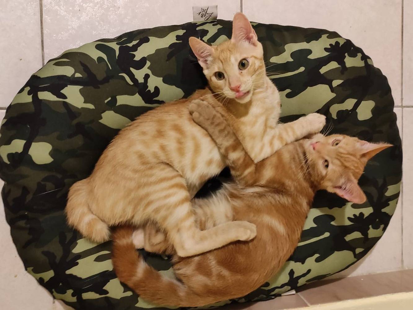 Adotta un gatto, taglia non valida, maschio, Torino