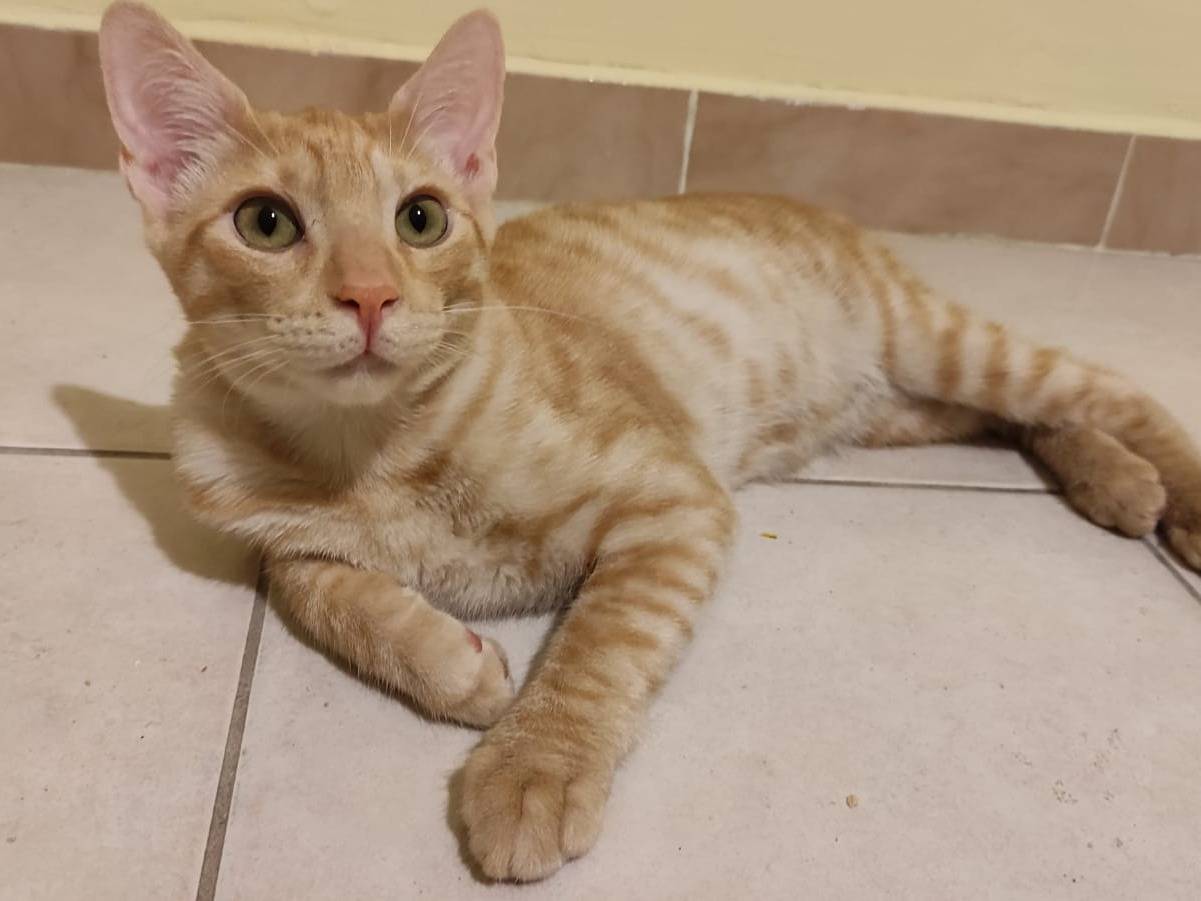 Vuoi adottare un gatto a Torino?