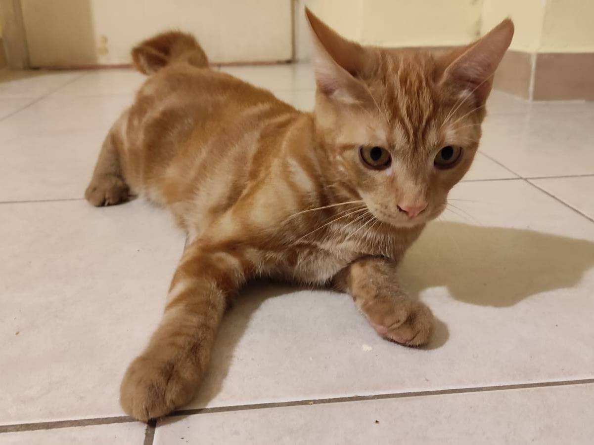 Adotta il gatto Jan e Nik a Torino