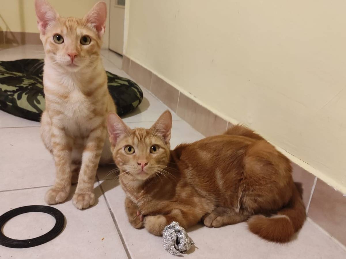 Adozione gatto, maschio, Razza sconosciuta Razza sconosciuta, 6 mesi, taglia non valida, Torino