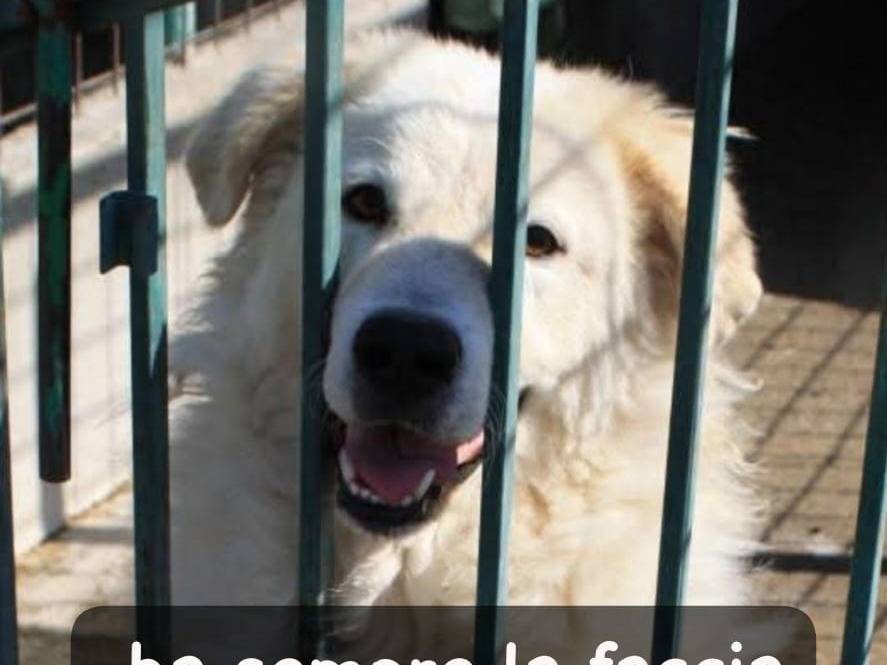 Adozione cane, maschio, Pastore maremmano Razza sconosciuta, 4 anni e 1 mese, taglia gigante, Biella