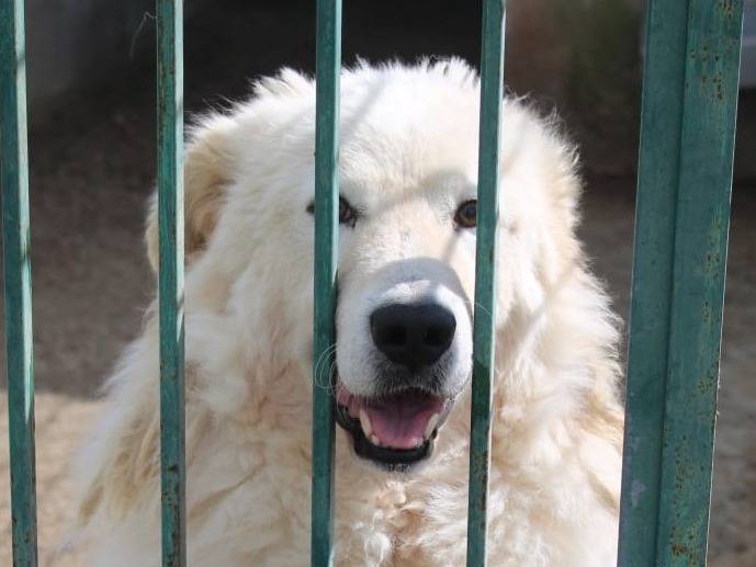 Adotta un cane, maschio, 4 anni e 1 mese, Biella