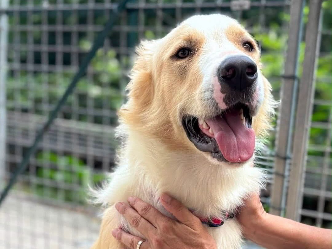 Adozione cane, maschio, Razza sconosciuta Razza sconosciuta, 2 anni e 3 mesi, taglia gigante, Savona