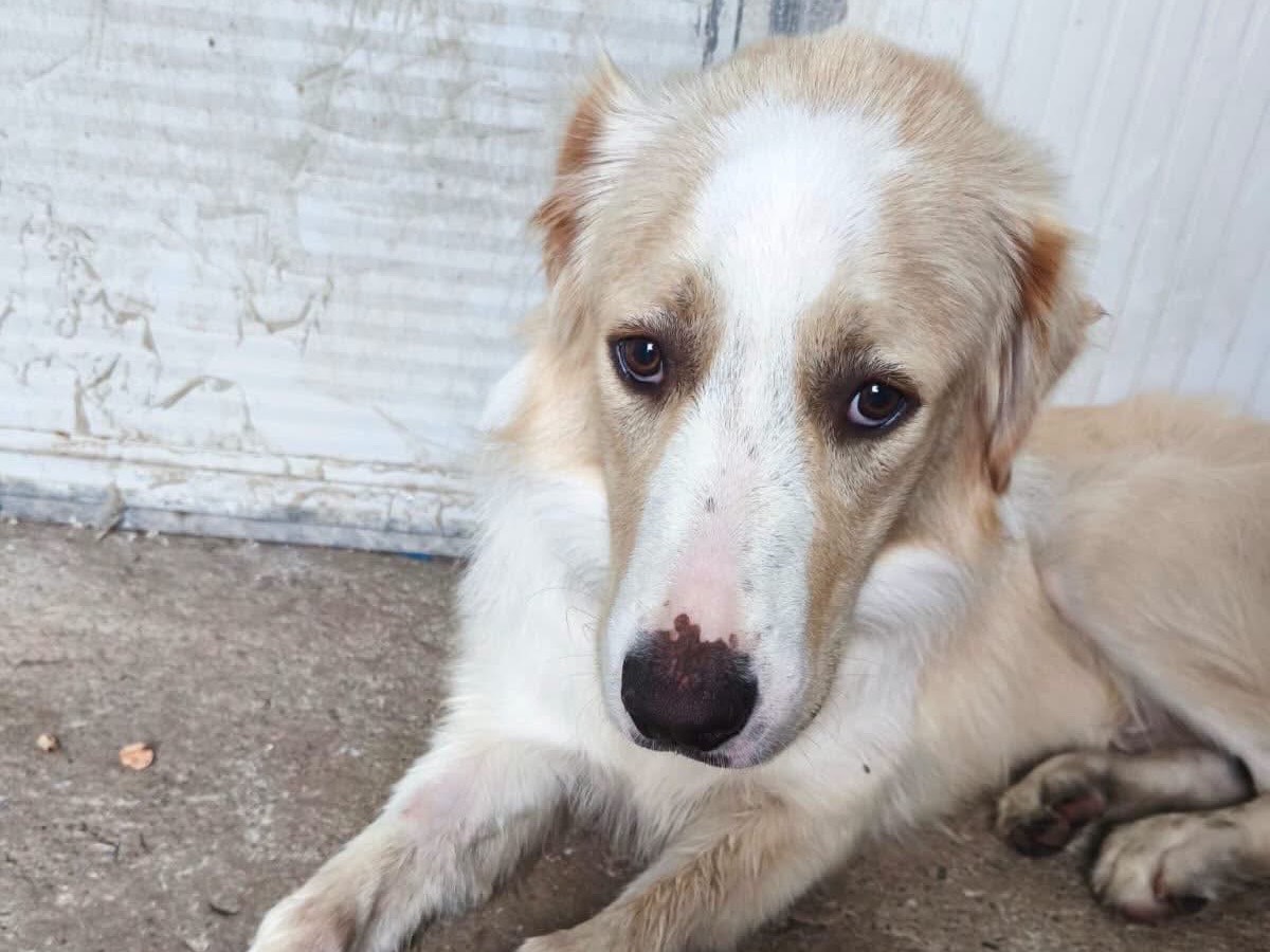Adotta un cane, taglia gigante, maschio, Savona