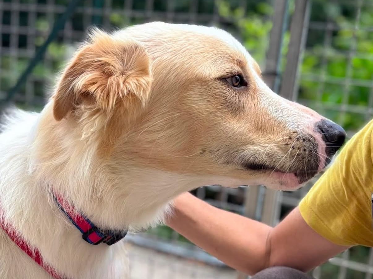 Vuoi adottare un cane a Savona?